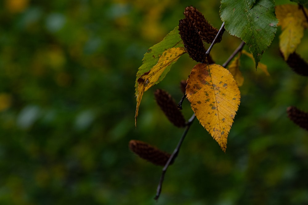 une branche avec des feuilles jaunes et brunes dessus