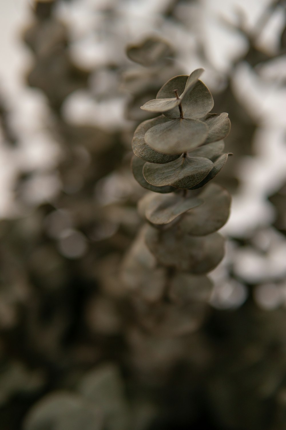 a close up of a plant with lots of leaves