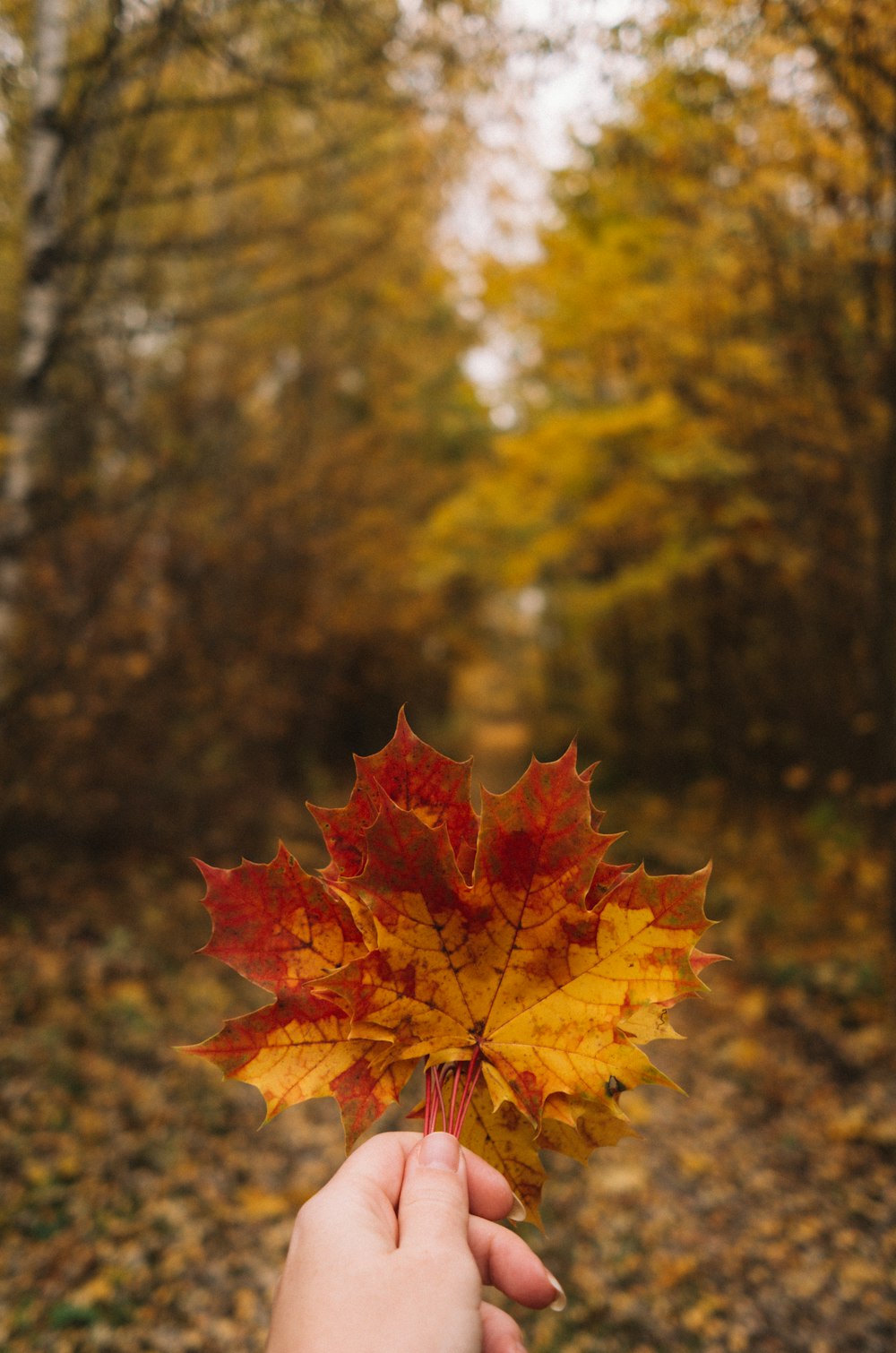 a person holding a leaf in the middle of a forest