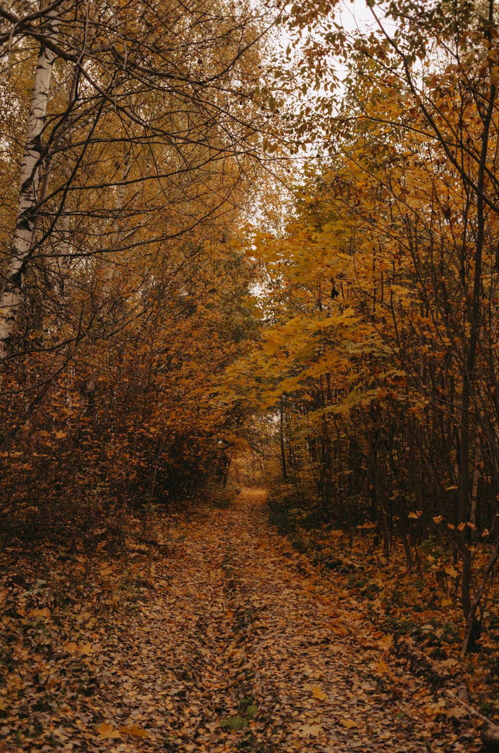 a dirt road surrounded by trees and leaves