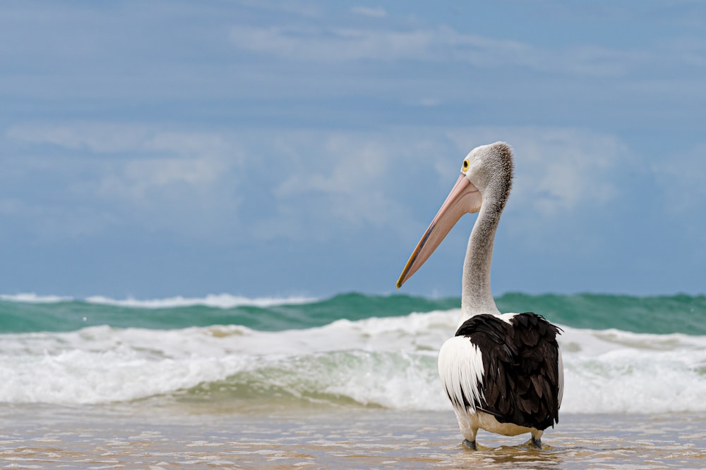 a pelican standing in the water at the beach