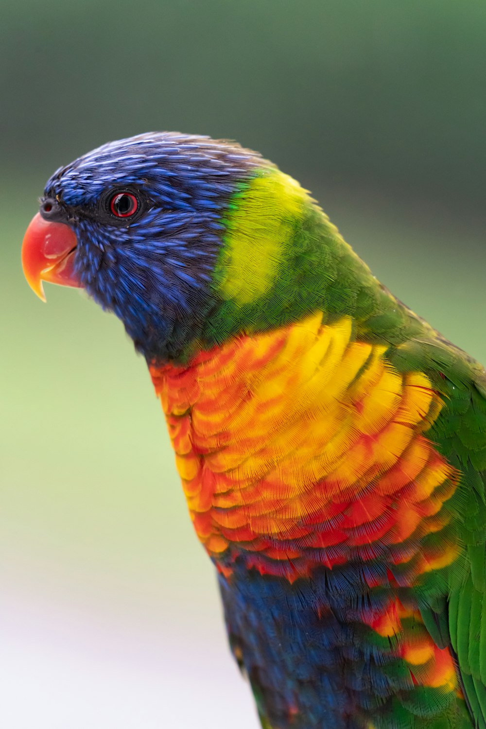 Un uccello multicolore è in piedi su un ramo