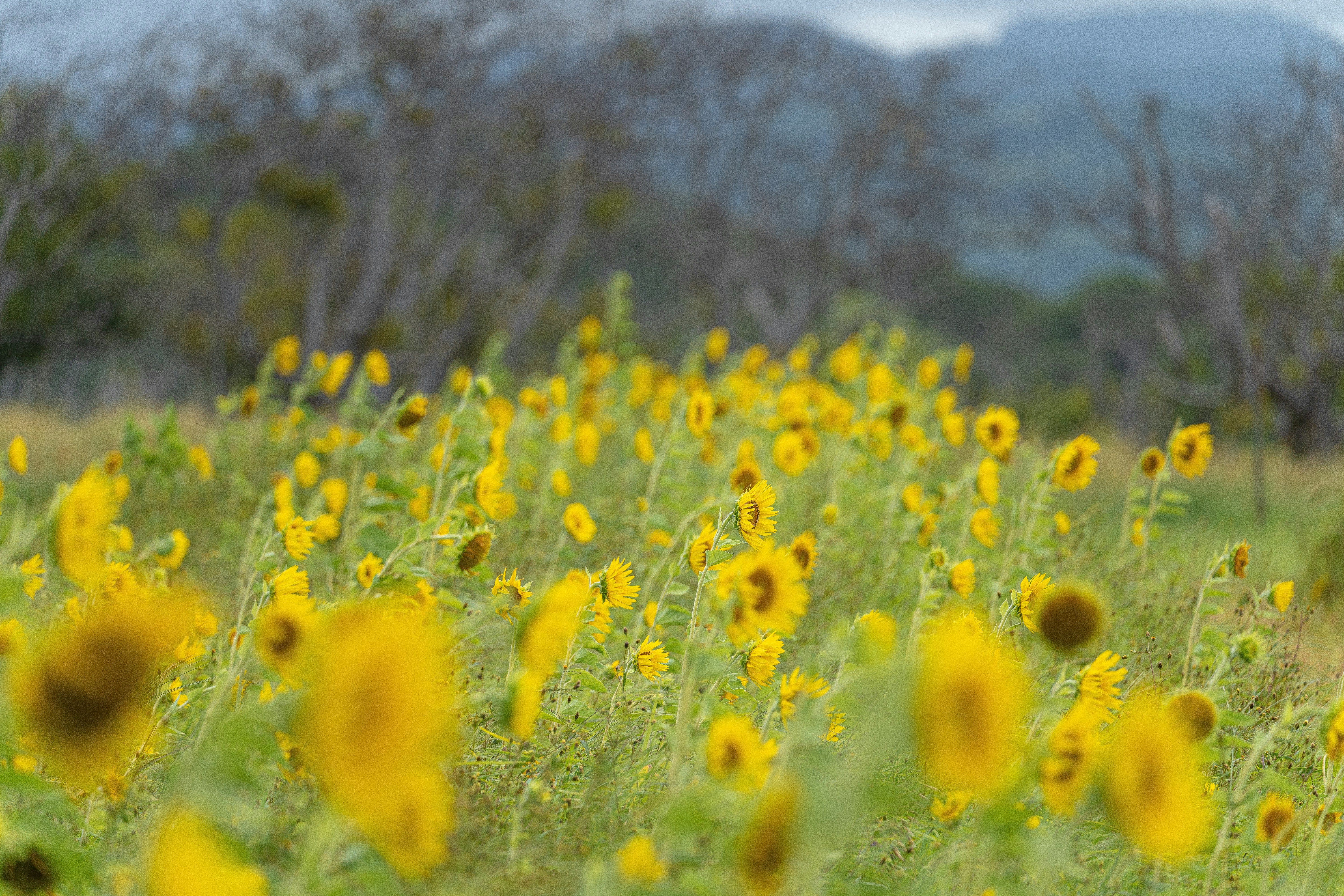 Photo by gbrlsepulveda