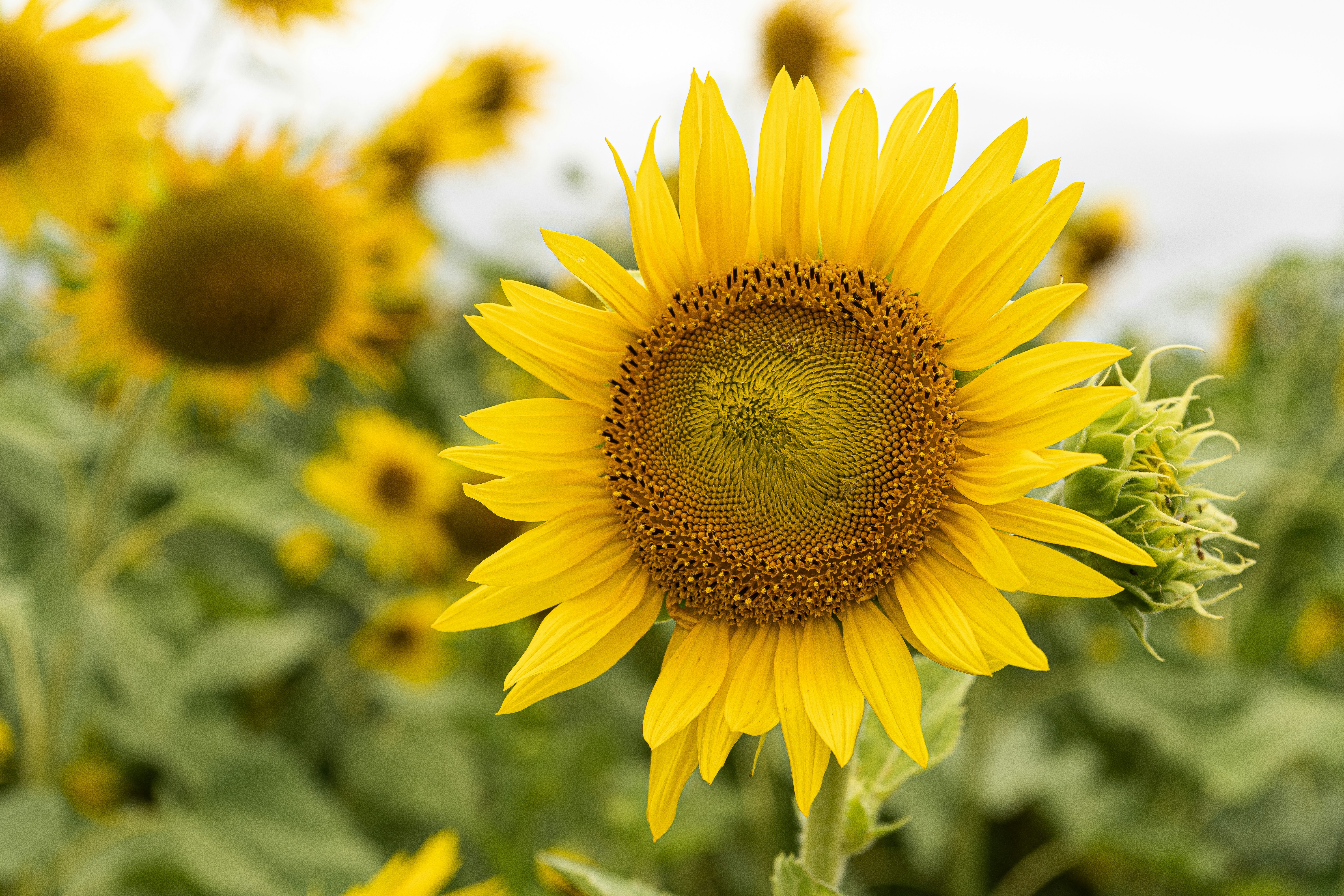 Photo by gbrlsepulveda