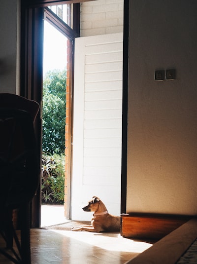 Brown dog lying calmly at a doorway waiting for permission to come through