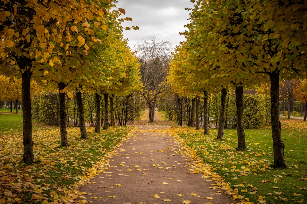 a path in a park lined with trees with yellow leaves