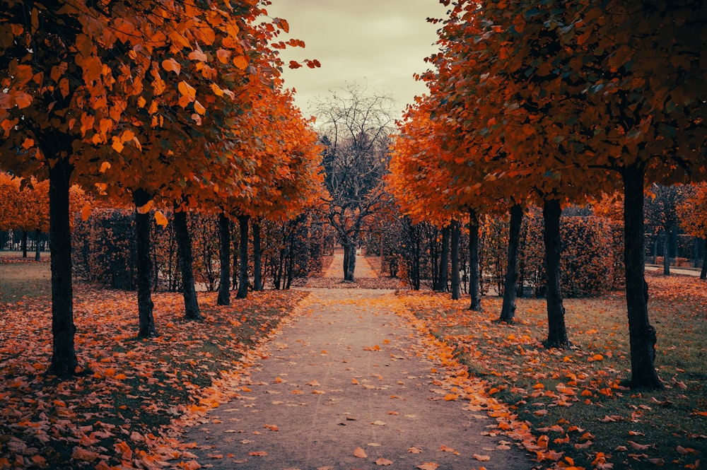 un sentiero fiancheggiato da alberi con foglie d'arancio