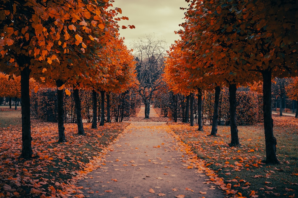 a pathway lined with trees with orange leaves