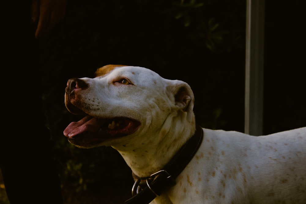 a white and brown dog with a black collar