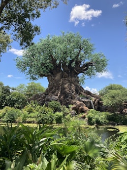 the tree of life at disney's animal kingdom