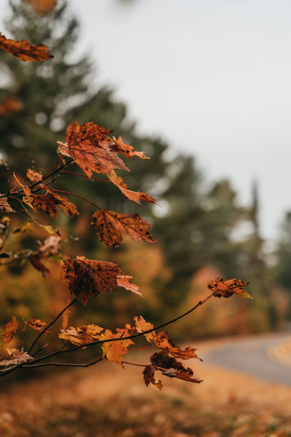 a tree branch with leaves on it next to a road