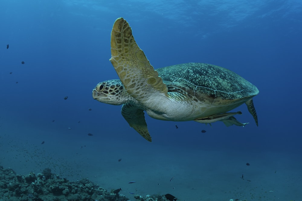 a green turtle swimming over a coral reef