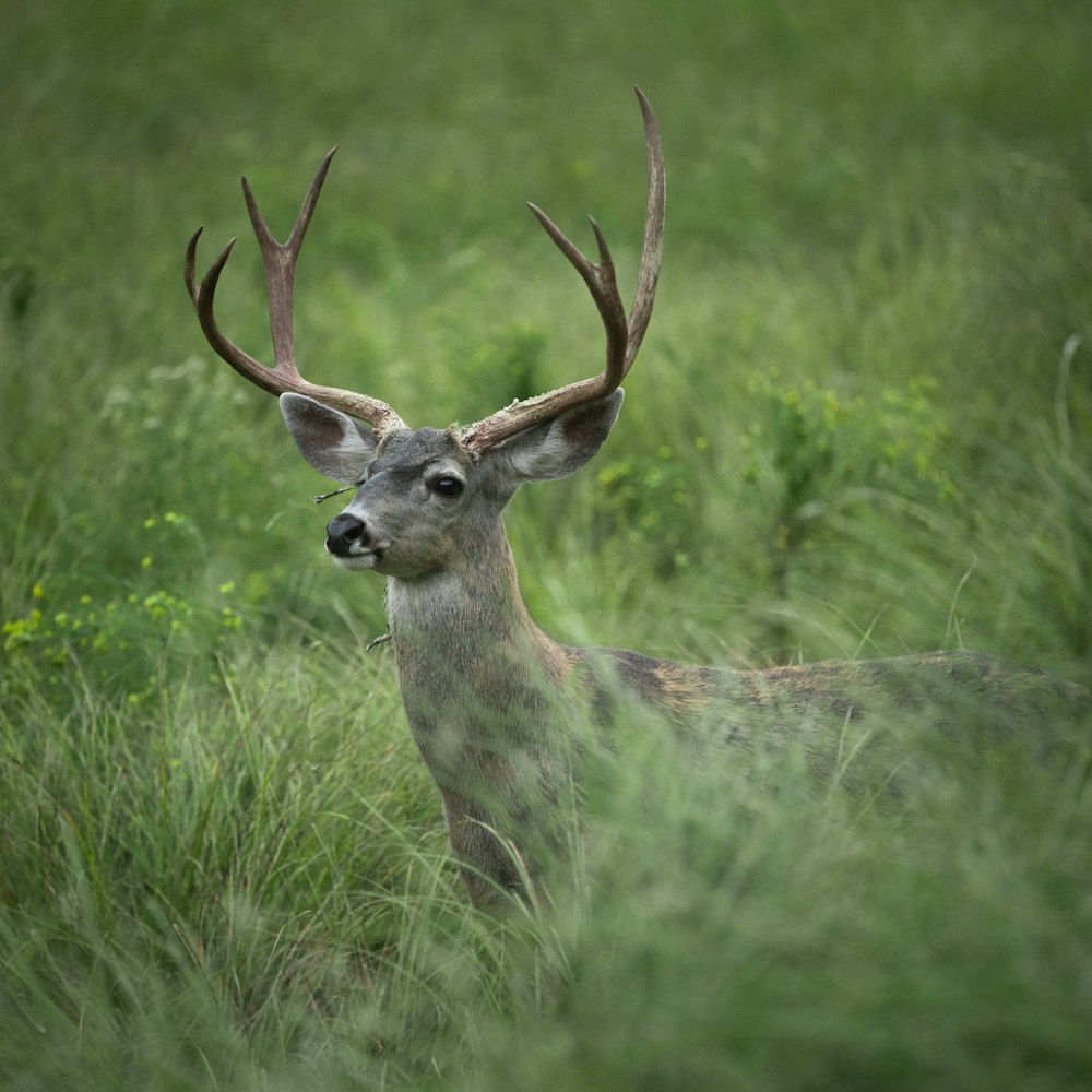 um cervo com chifres em pé na grama alta