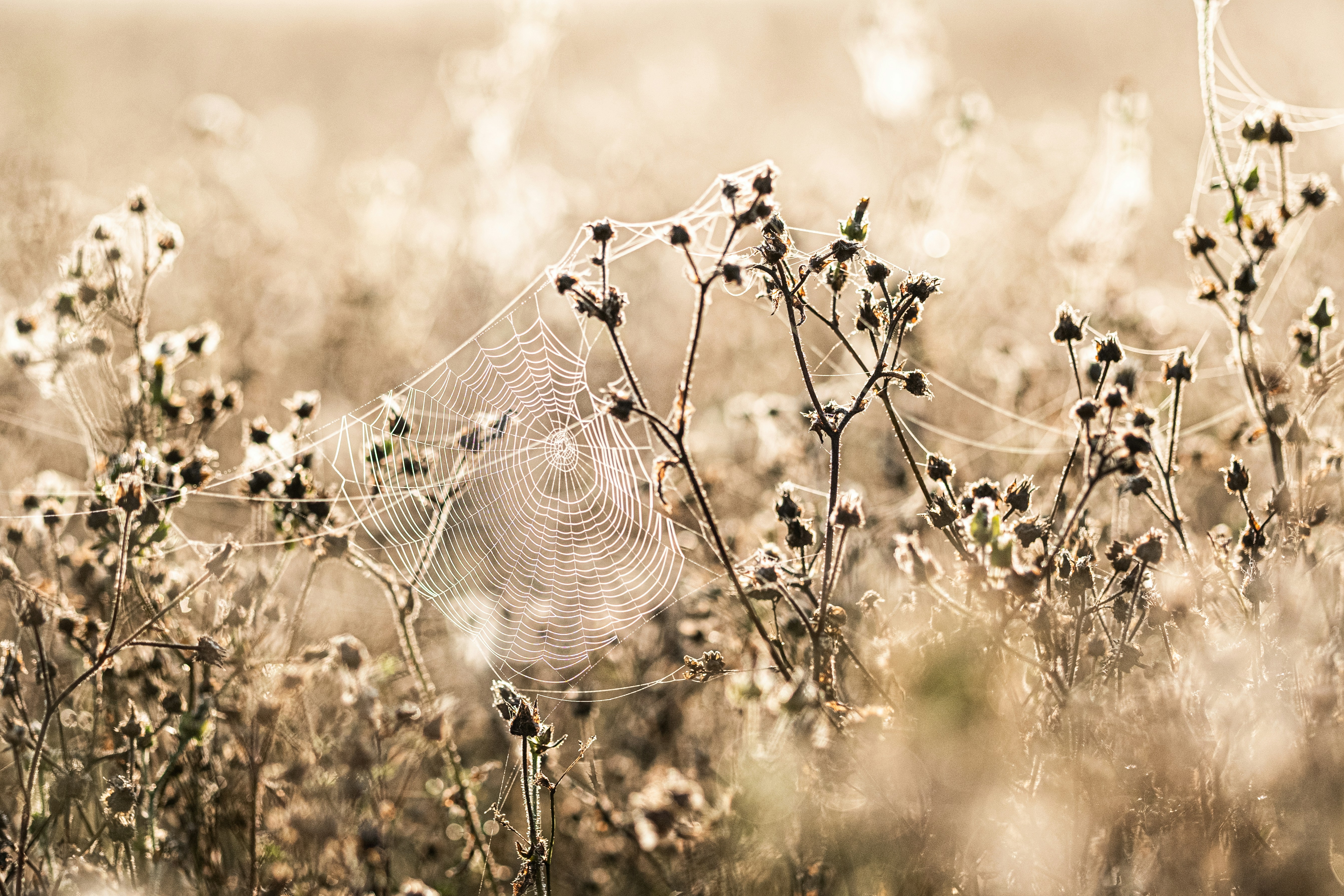 a spider web in the middle of a field
