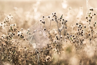 a spider web in the middle of a field
