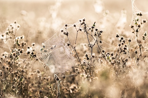 a spider web in the middle of a field