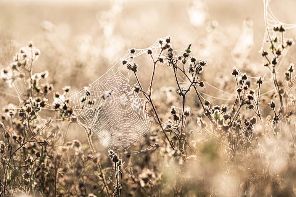 a spider web in the middle of a field