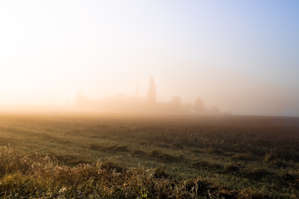 a foggy field with tall buildings in the distance