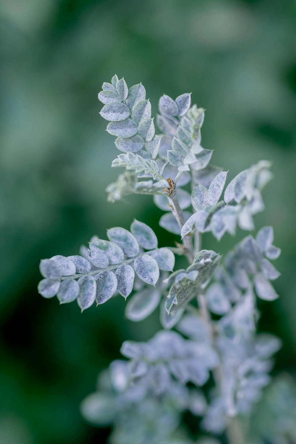 a close up of a plant with lots of leaves