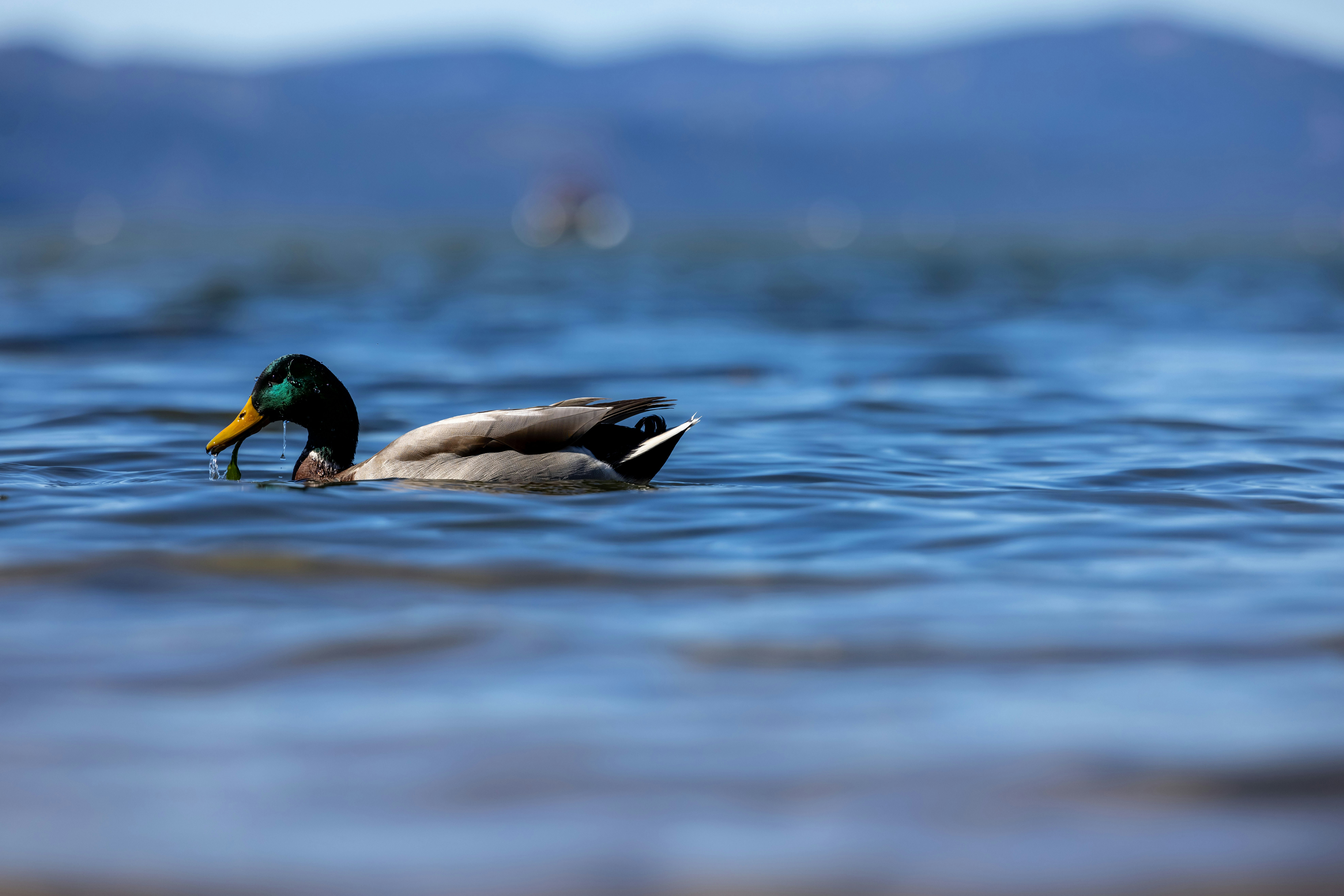 A duck with a yellow beak swimming in the water photo – Free Animal ...