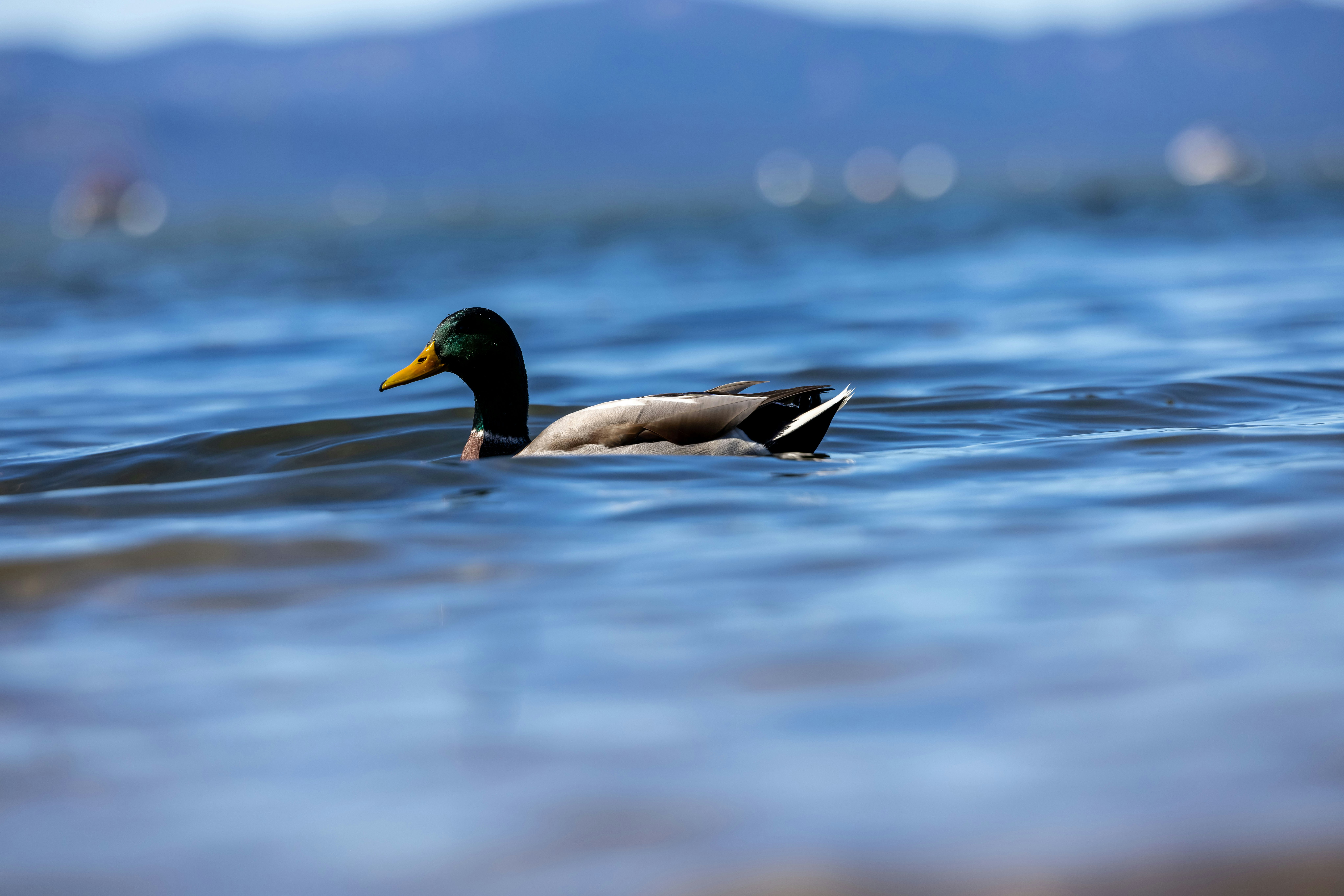 Photo by leo_visions_