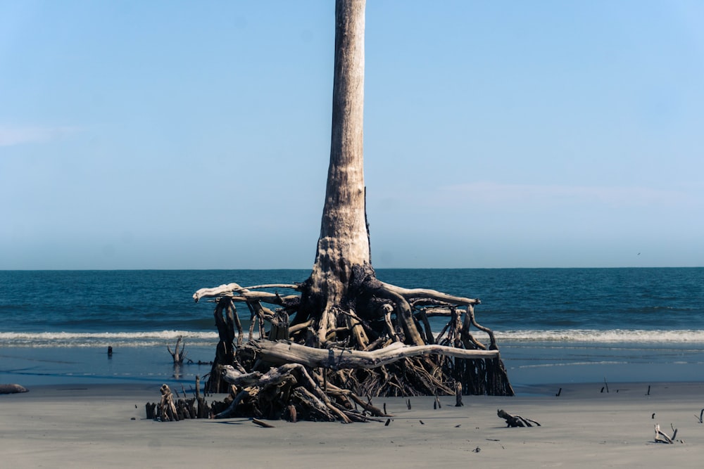 a very tall tree sitting on top of a sandy beach