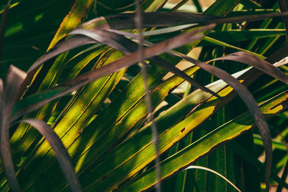 un primo piano di una palma con foglie verdi