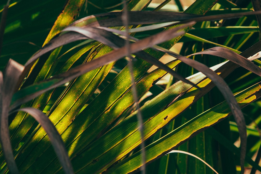 a close up of a palm tree with green leaves