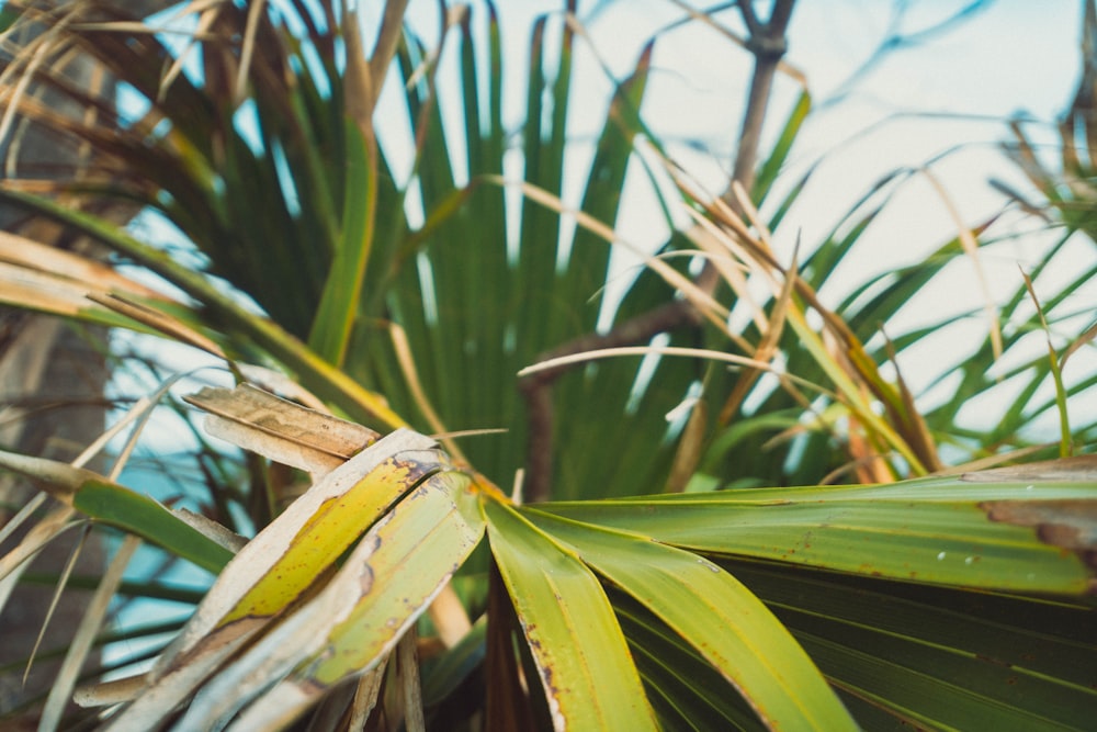 a close up of a palm tree with a sky background