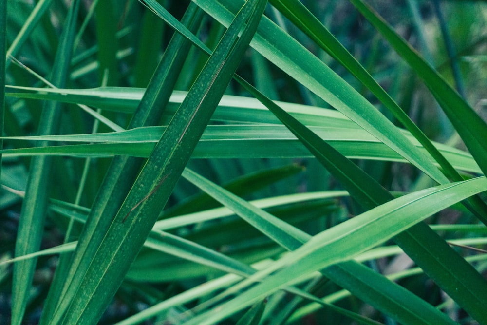 a close up of a green plant with leaves