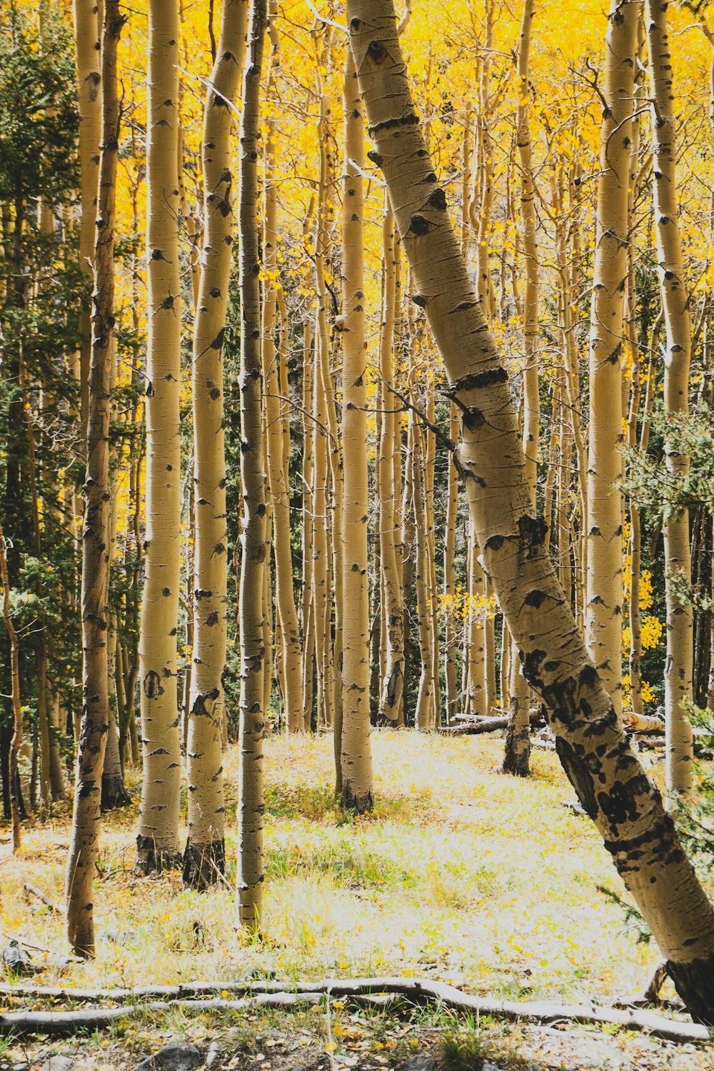 Una foresta piena di alti alberi gialli