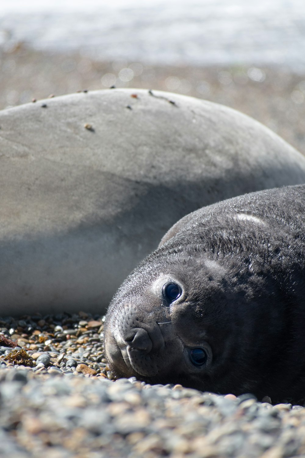 un phoque gris couché au sommet d’une plage de sable