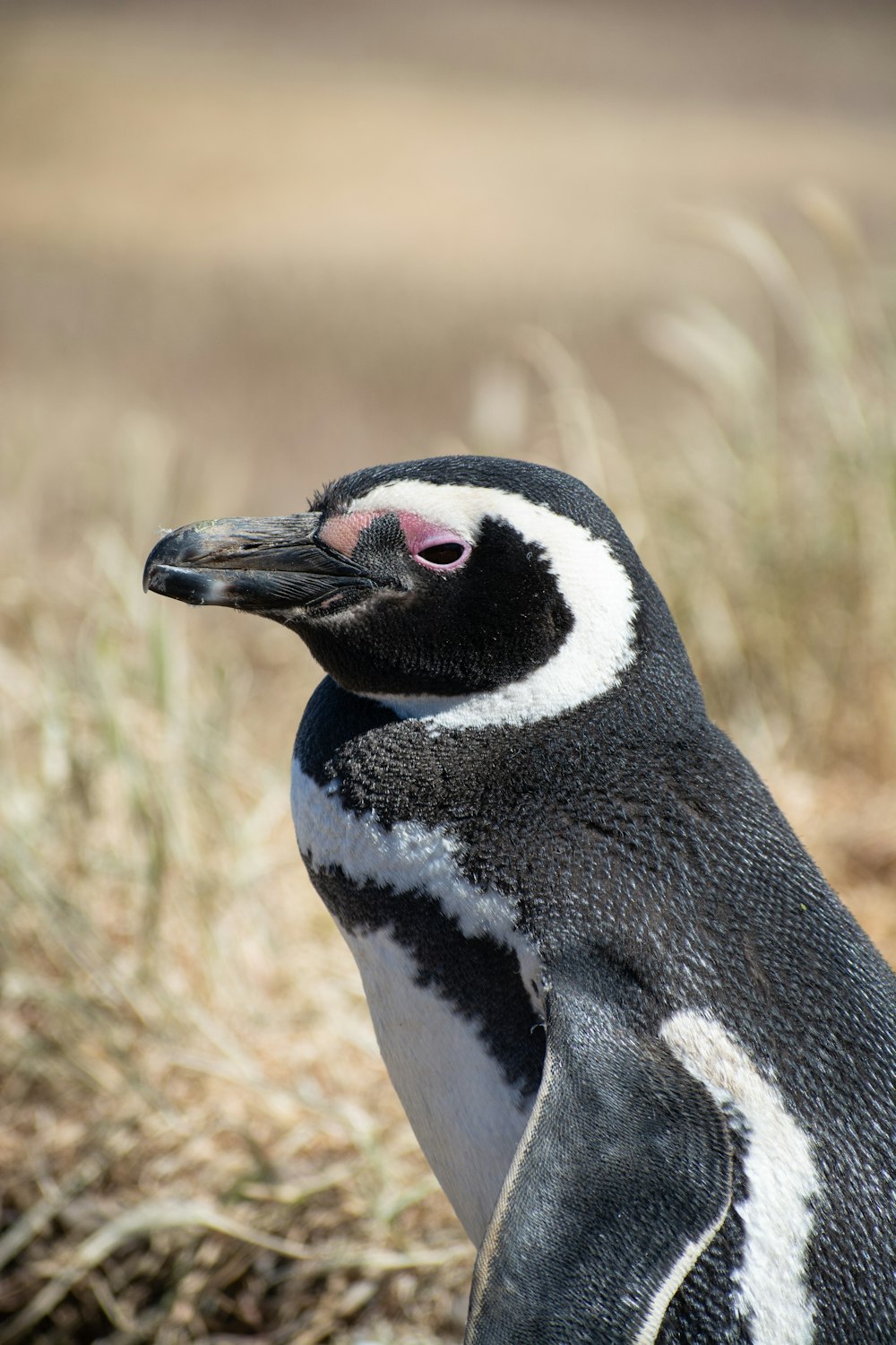 a black and white penguin standing in a field
