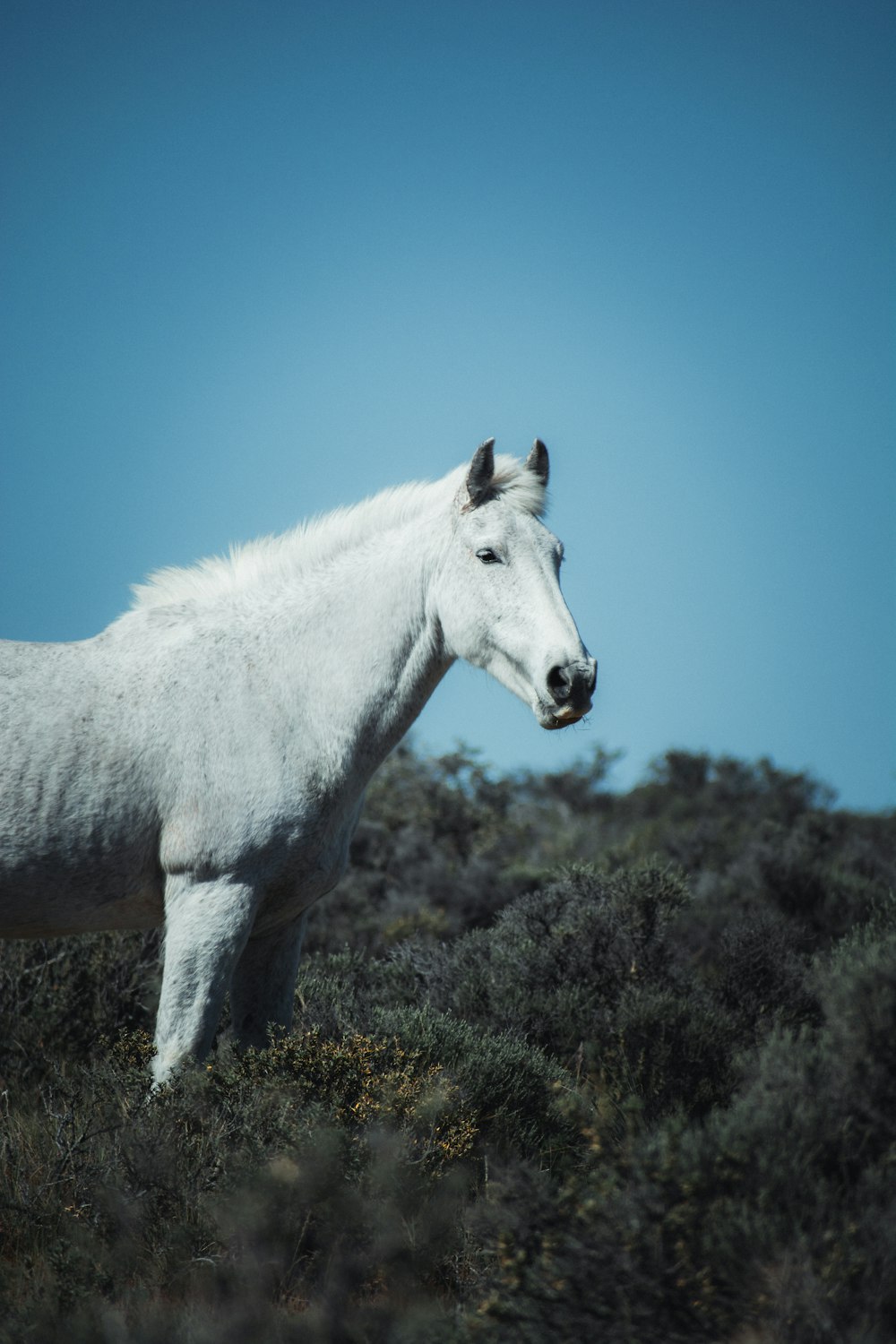 Un cavallo bianco in piedi sulla cima di un campo verde lussureggiante