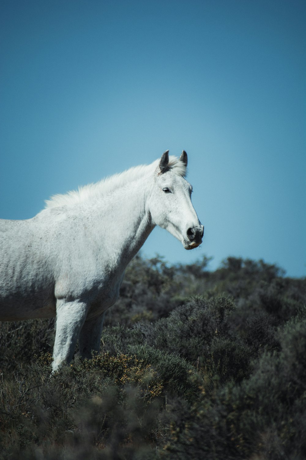 a white horse standing on top of a lush green field