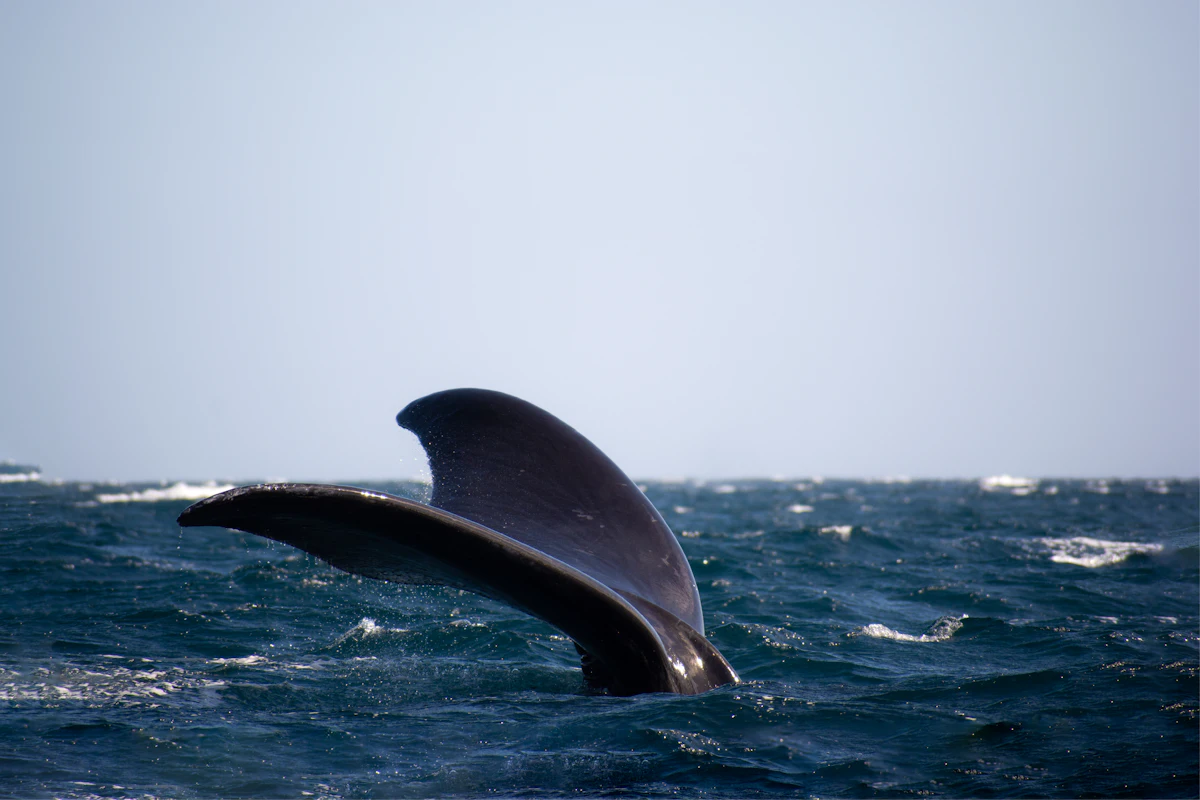 A whale's tail fluke rising out of choppy dark-blue sea