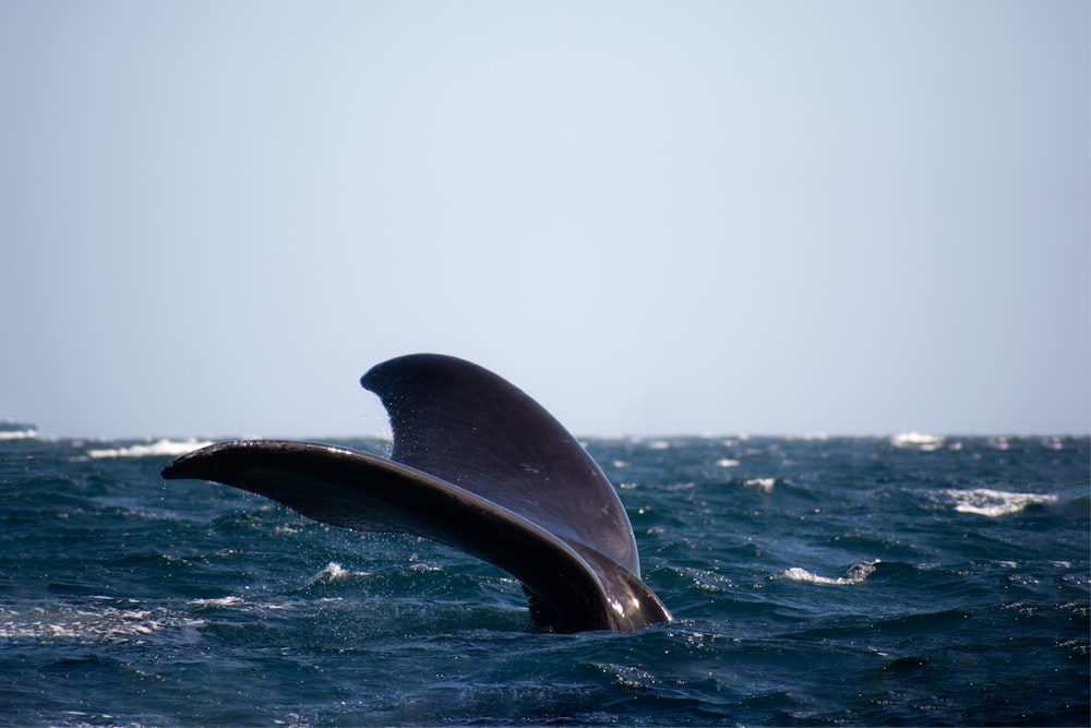 a whale is jumping out of the water