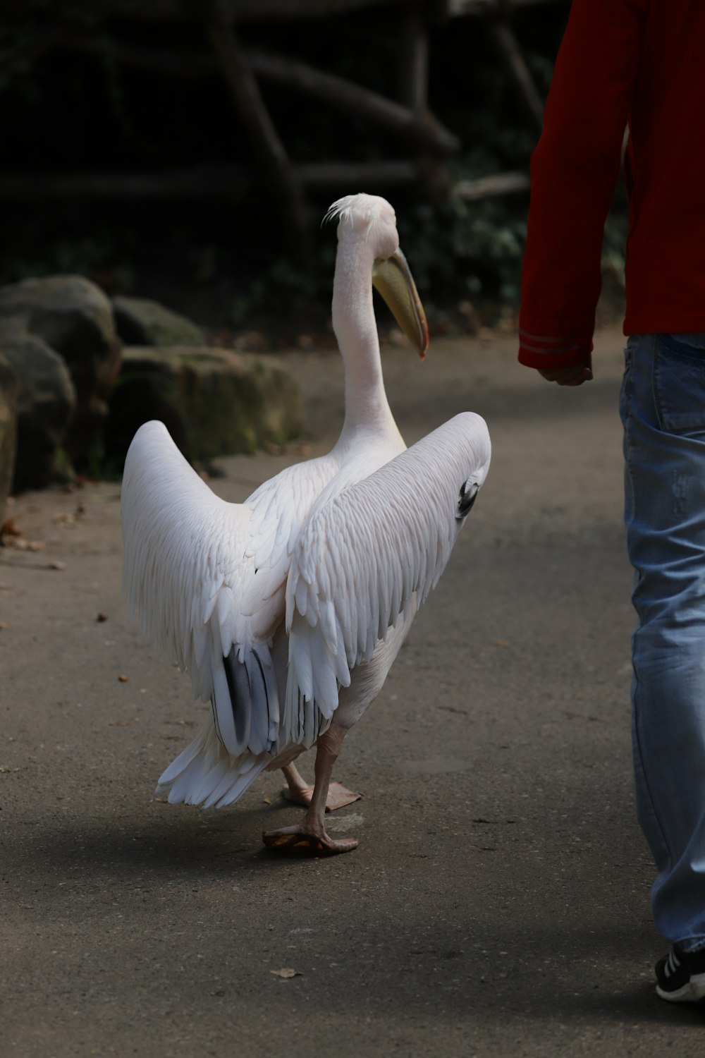 um grande pássaro branco de pé ao lado de uma pessoa