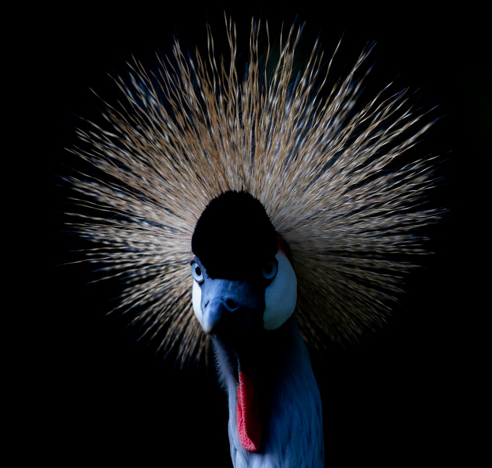 a bird with a very colorful head and feathers on it's head