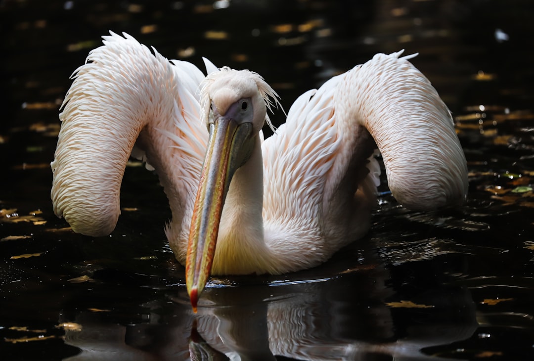 a large white bird with a long beak floating in the water,