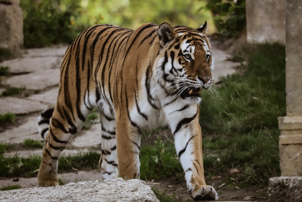 a large tiger walking across a lush green field