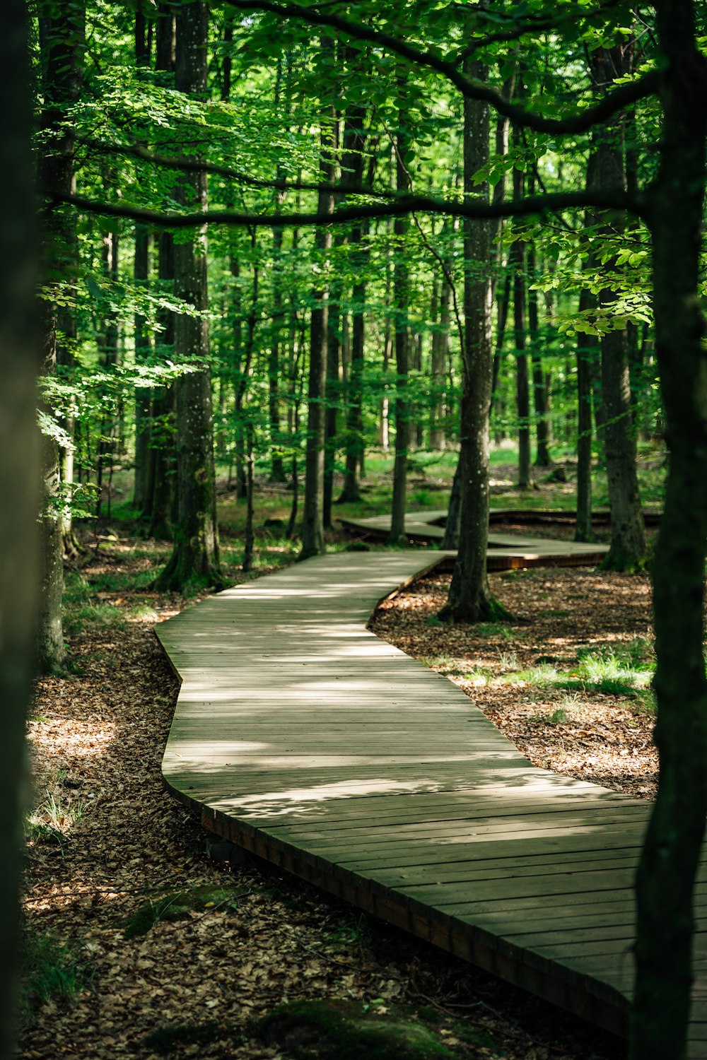 a wooden walkway in the middle of a forest