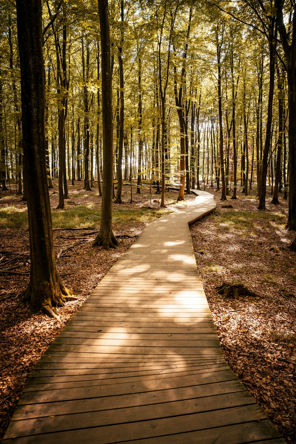 a wooden walkway in a wooded area surrounded by trees