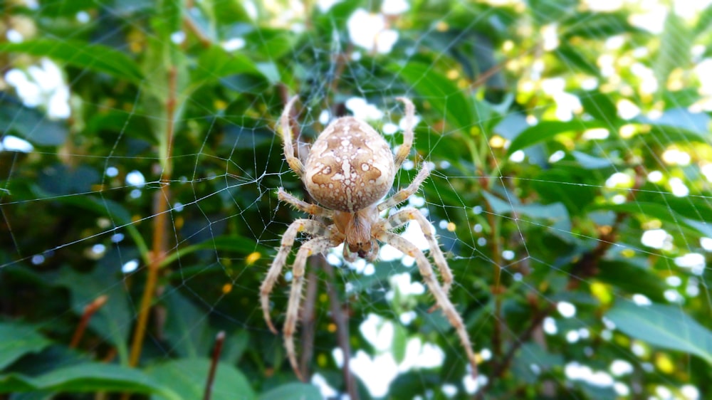 Eine Nahaufnahme einer Spinne auf einem Netz