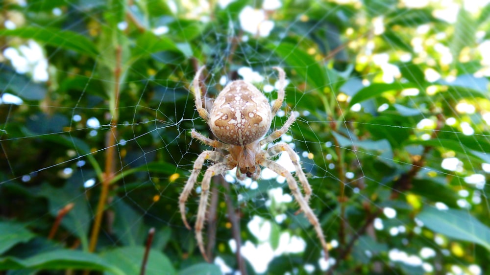 a close up of a spider on a web