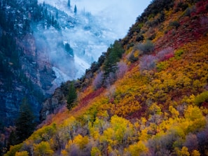 a mountain side covered in trees and fog