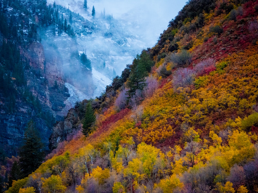 a mountain side covered in trees and fog