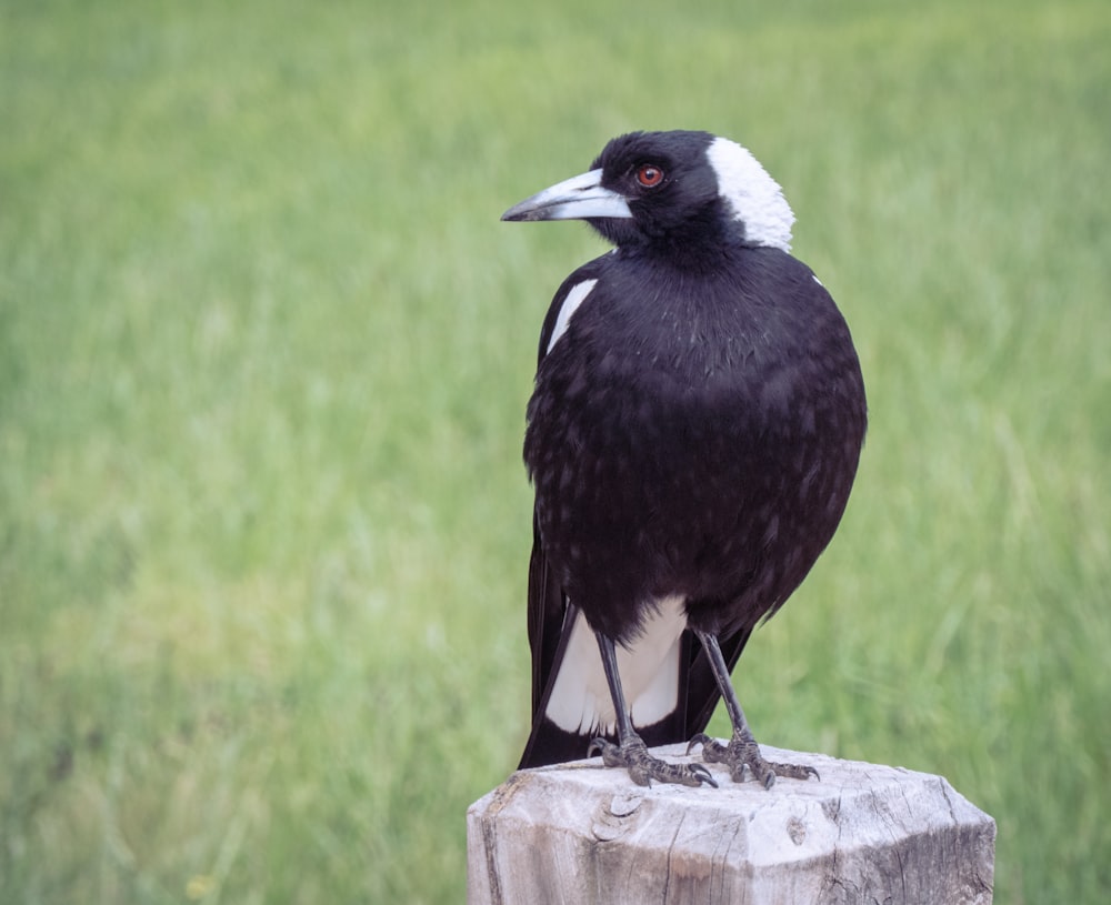 a black and white bird sitting on top of a wooden post