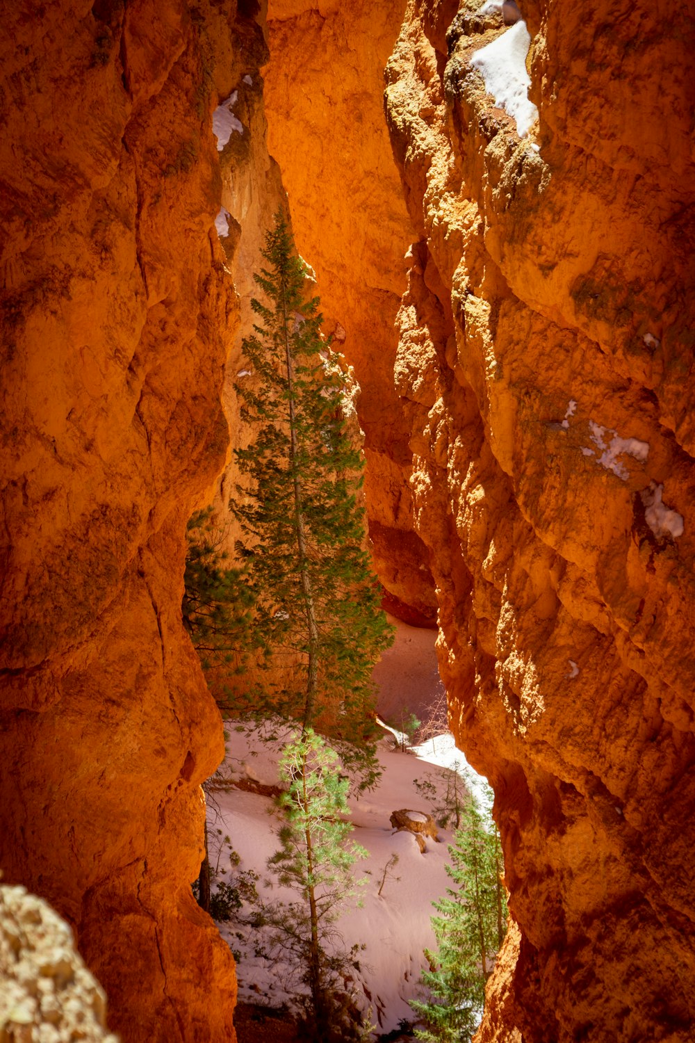 a narrow canyon with trees and snow on the ground