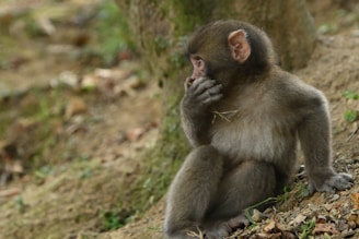 A young monkey sits on the ground with one hand near its mouth, looking towards the right. The background is a natural environment with trees and scattered leaves, suggesting a forest habitat. The monkey appears thoughtful or curious.